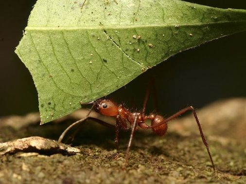 Risultati immagini per atta formiche